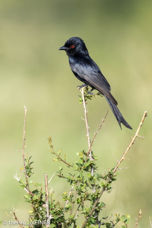 Common Drongo - The Hall of Einar - photograph © David Bailey (not the)