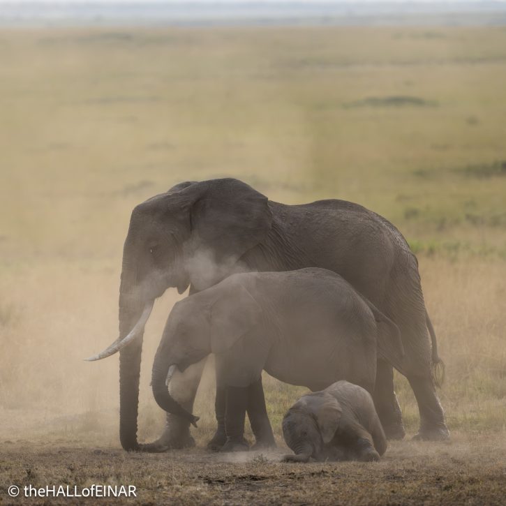 Elephants - The Hall of Einar - photograph © David Bailey (not the)