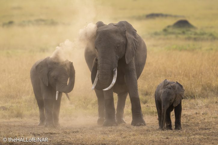 Elephants - The Hall of Einar - photograph © David Bailey (not the)