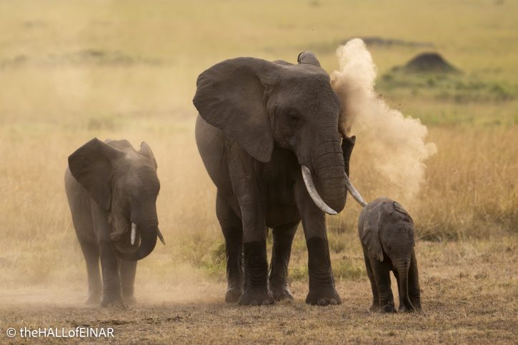 Elephants - The Hall of Einar - photograph © David Bailey (not the)
