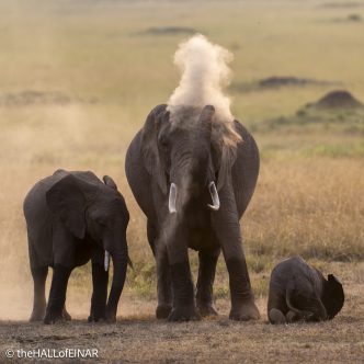 Elephants - The Hall of Einar - photograph © David Bailey (not the)