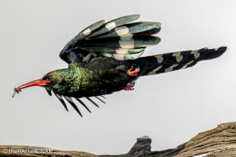 Green Woodhoopoe - The Hall of Einar - photograph © David Bailey (not the)