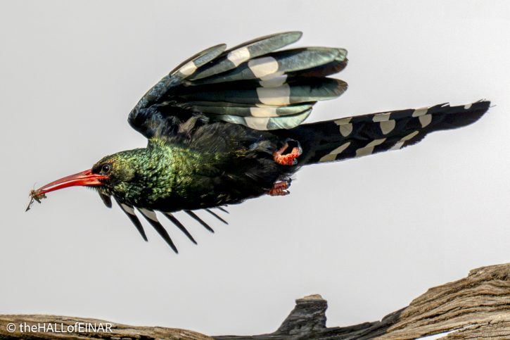 Green Woodhoopoe - The Hall of Einar - photograph © David Bailey (not the)