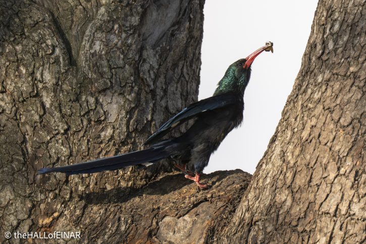 Green Woodhoopoe - The Hall of Einar - photograph © David Bailey (not the)