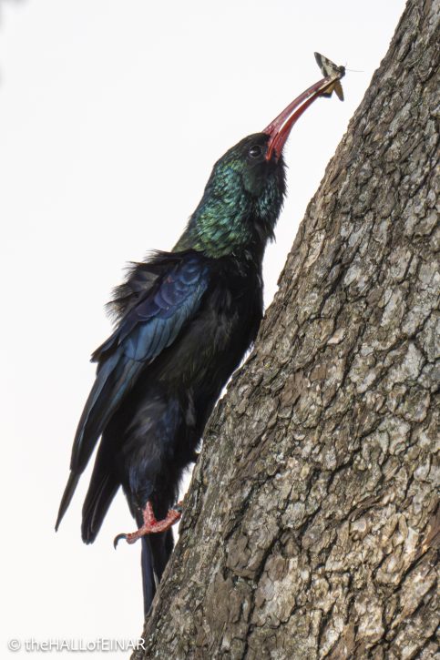 Green Woodhoopoe - The Hall of Einar - photograph © David Bailey (not the)