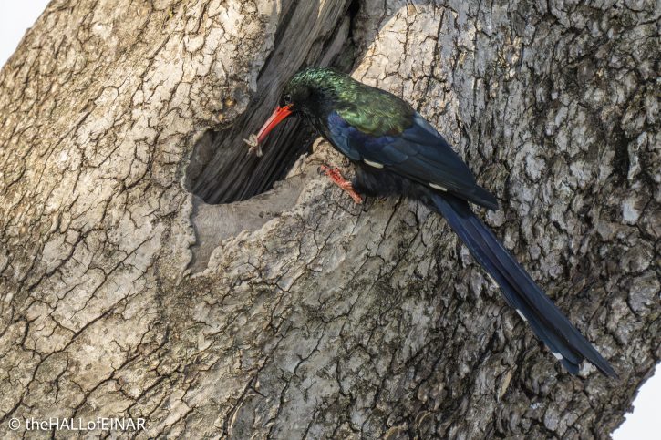 Green Woodhoopoe - The Hall of Einar - photograph © David Bailey (not the)
