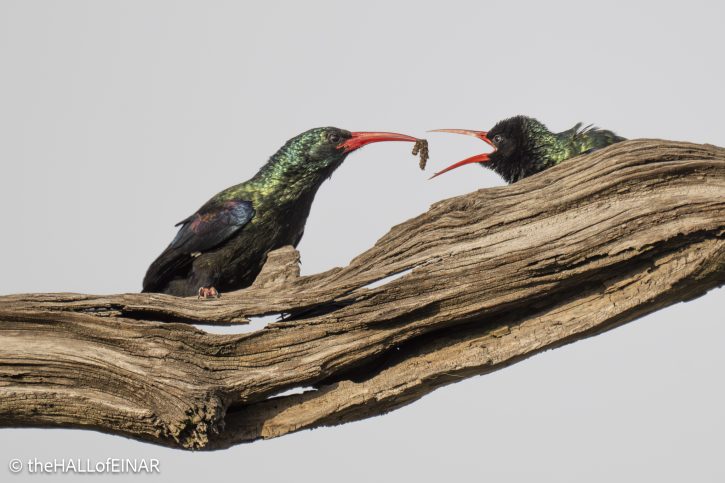 Green Woodhoopoe - The Hall of Einar - photograph © David Bailey (not the)
