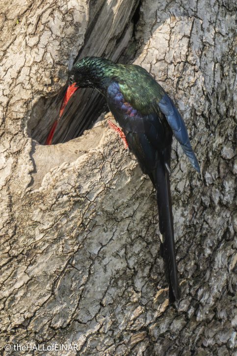 Green Woodhoopoe - The Hall of Einar - photograph © David Bailey (not the)
