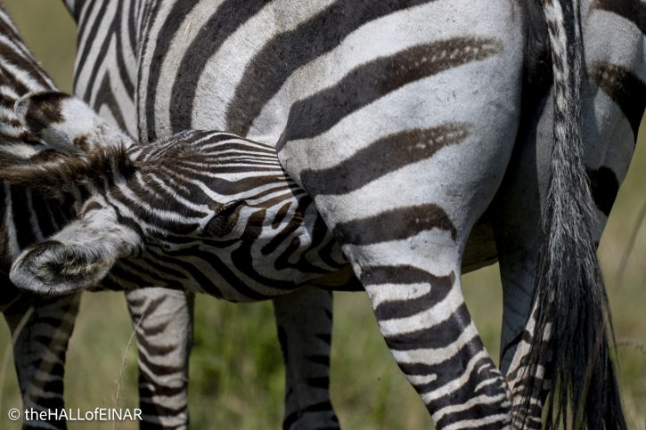 Zebra - The Hall of Einar - photograph © David Bailey (not the)