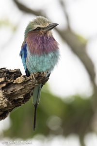 Lilac-Breasted Rollers - The Hall of Einar - photograph © David Bailey (not the)