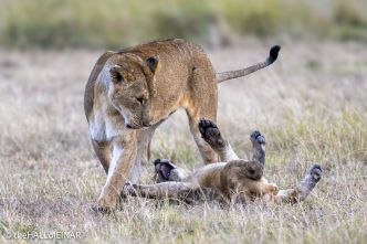 Lions - The Hall of Einar - photograph © David Bailey (not the)