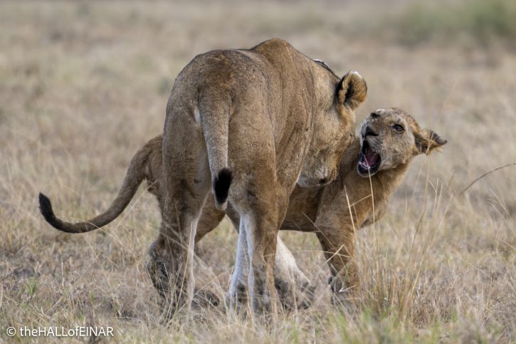 Lions - The Hall of Einar - photograph © David Bailey (not the)