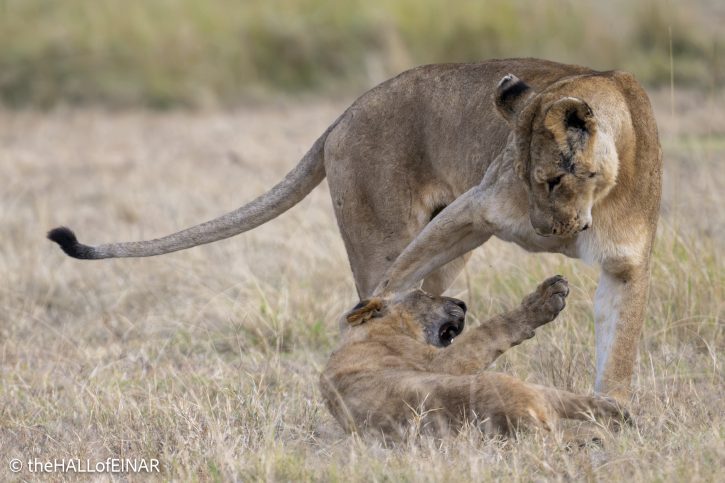Lions - The Hall of Einar - photograph © David Bailey (not the)