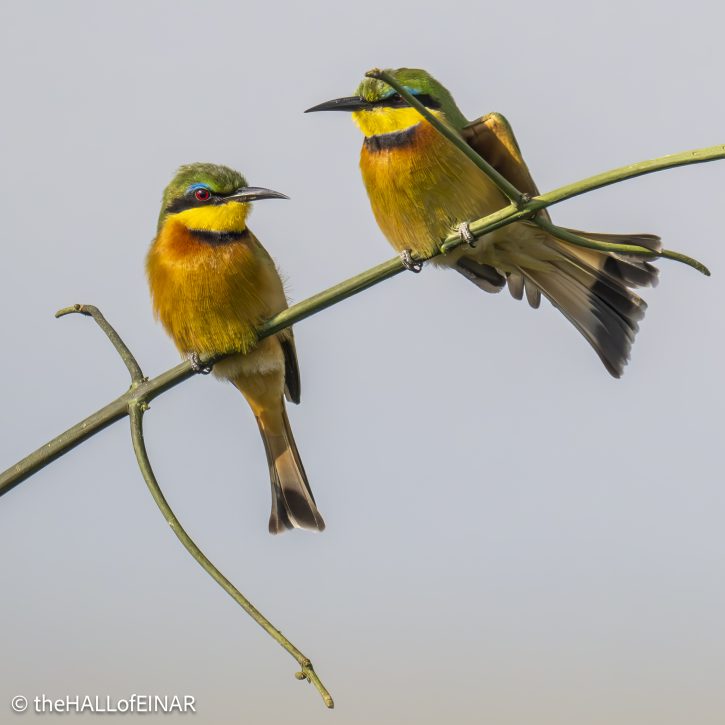 Little Bee-Eater - The Hall of Einar - photograph © David Bailey (not the)