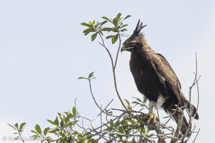 Long-Crested Eagle - The Hall of Einar - photograph © David Bailey (not the)