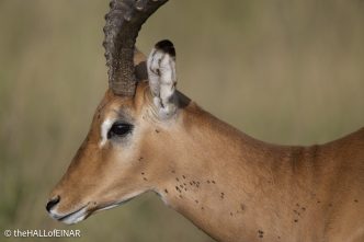 Impala - The Hall of Einar - photograph © David Bailey (not the)