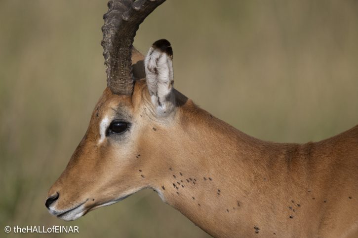 Impala - The Hall of Einar - photograph © David Bailey (not the)