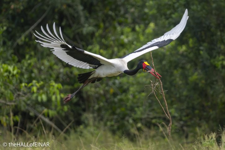 Saddle-Billed Stork - The Hall of Einar - photograph © David Bailey (not the)