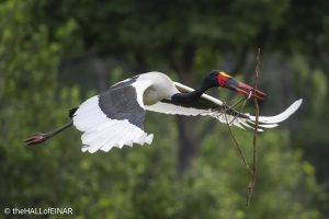 Saddle-Billed Stork - The Hall of Einar - photograph © David Bailey (not the)