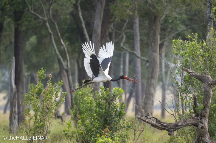 Saddle-Billed Stork - The Hall of Einar - photograph © David Bailey (not the)