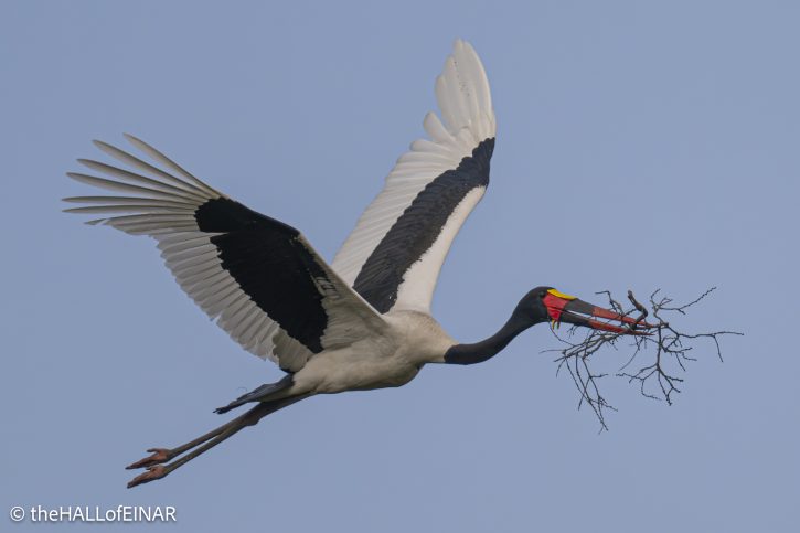 Saddle-Billed Stork - The Hall of Einar - photograph © David Bailey (not the)