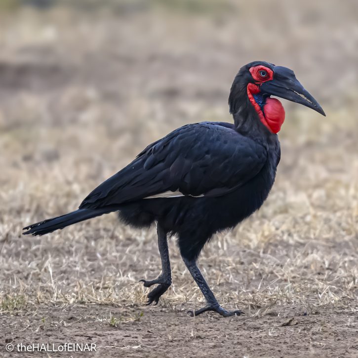 Southern Ground Hornbill - The Hall of Einar - photograph © David Bailey (not the)