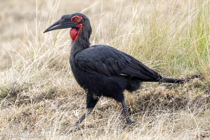Southern Ground Hornbill - The Hall of Einar - photograph © David Bailey (not the)