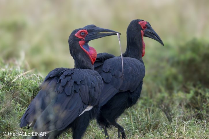 Southern Ground Hornbill - The Hall of Einar - photograph © David Bailey (not the)