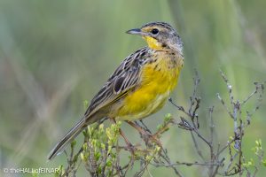 Yellow-Throated Longclaw - The Hall of Einar - photograph © David Bailey (not the)
