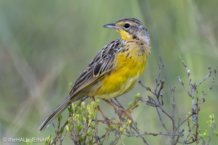 Yellow-Throated Longclaw - The Hall of Einar - photograph © David Bailey (not the)