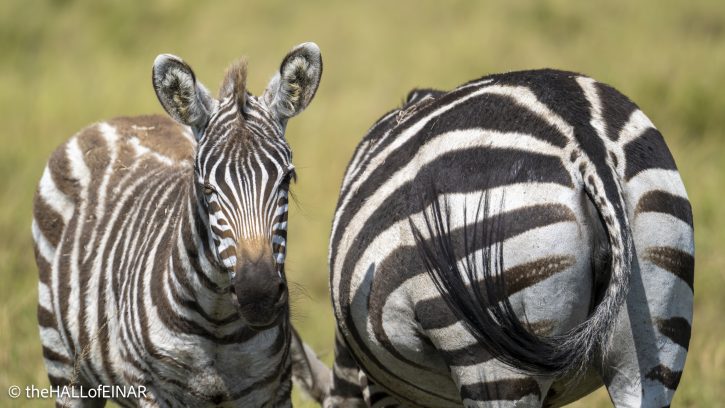 Zebra - The Hall of Einar - photograph © David Bailey (not the)