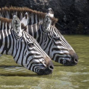 Zebra - The Hall of Einar - photograph © David Bailey (not the)