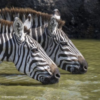 Zebra - The Hall of Einar - photograph © David Bailey (not the)