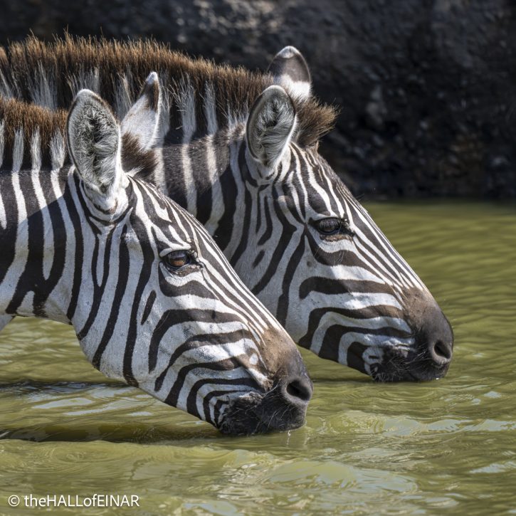 Zebra - The Hall of Einar - photograph © David Bailey (not the)